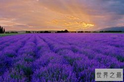 中国十大最让人迷醉的花海 婺源油菜花花海上榜，第一在新疆