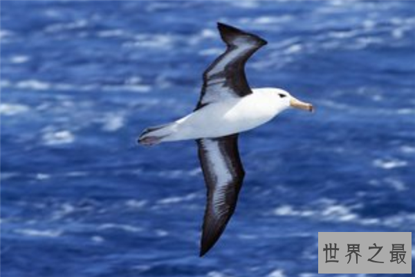 【中国十大保护鸟类动物：白腹军舰鸟，它是欧洲送子鸟】图1