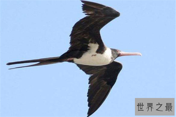 【中国十大保护鸟类动物：白腹军舰鸟，它是欧洲送子鸟】图2