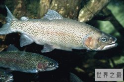 中国六大最贵的食用鱼 长江刀鱼价格过万抗浪鱼濒临灭绝