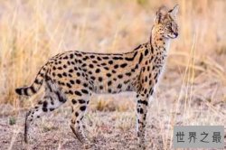 中国允许养的十种稀有宠物：刺猬上榜美西钝口螈叫做六角恐龙