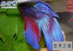 世界上最漂亮的十种鱼，第一美若仙子！