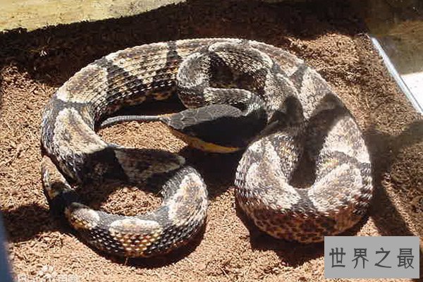 中国十大毒蛇 尖吻蝮