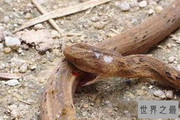 中国十大可怕蛊术 癫蛊