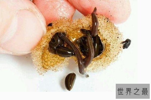 中国十大可怕蛊术 泥鳅蛊