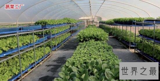 世界上最长公司名称