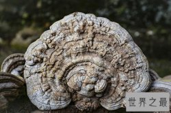 安徽现人脸灵芝，堪称中国最大的灵芝（内附灵芝功效与作用）