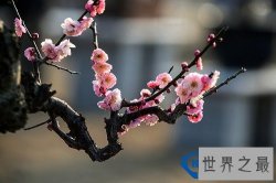 中国十大名花排名,不仅美丽还可入药【附名花花语】