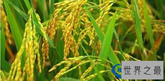 从没想过世界上最早的水稻田竟然是6000多年前