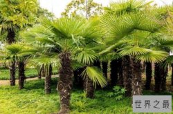 最受欢迎的十大庭院植物，榜首最耐寒，传统名花排第六(梅花)