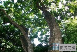 中国十大珍贵树种盘点，沉香木上榜，第六被称为植物木乃伊