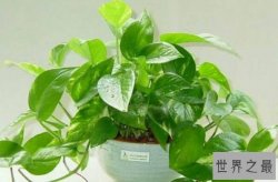 十大最好养的植物 常青藤上榜，第一被称为“生命之花”