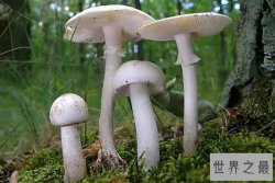 中国十大毒蘑菇 毛头乳菇上榜，第一致死率达95%