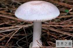 世界上最毒的十大蘑菇 鹿花菌上榜，第六我国很常见
