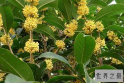 中国十大最香的花排名 栀子花上榜，第四是花中四君子之一