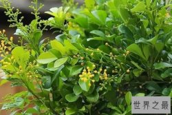 十大散发香味的绿植 薄荷上榜，第九散发柠檬香味