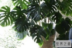 适合室内养的十款中大型绿植，天堂鸟上榜，第八是观叶珍品