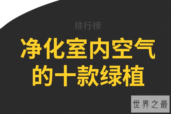 净化室内空气的十款绿植，龟背竹上榜，第五被称为“空气卫士”