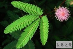 家养有毒植物排行榜，绣球花上榜，第一会“害羞”