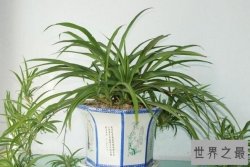 最适合养在室内的植物排行 君子兰上榜，第三被称为“生命之花”
