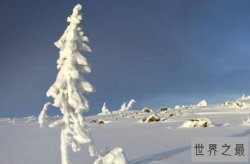 世界十大最古老树木 中国贵州长顺古银杏树上榜，第一树龄9500年