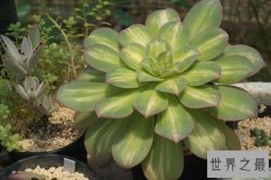 十大大型多肉植物  蓝石莲上榜，第一叶面直径可达50厘米