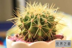十大容易养活的室内植物 富贵椰子上榜，第一原产于阿根廷