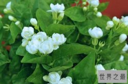 最适合放卧室的十种花 长寿花上榜，第六被誉为“生命之花”