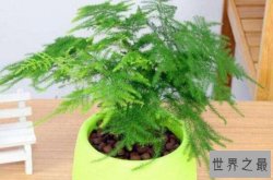 办公室适合摆放的十大植物 仙人球上榜，第十寓意财源滚滚