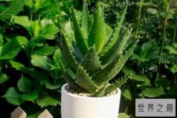 最适合家里养的十大植物 蝴蝶兰上榜，第三能够净化空气