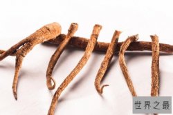 抗衰老的十大植物药材，铁皮石斛上榜，第二有百草之王的美称