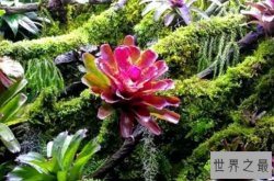 最知名的十大热带雨林植物，鹿角蕨上榜，第八被誉为世界花王
