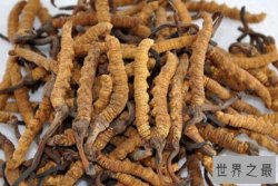 中国十大最值钱的植物药材，金线莲上榜，第一价格最高