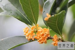 秋季十大观花植物，菊花上榜，第三是法华经中四华之一