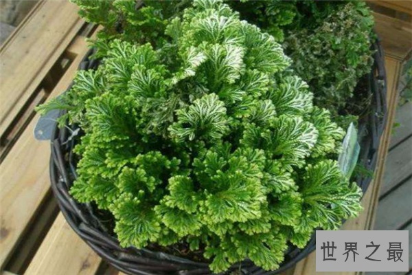 十大有趣植物
