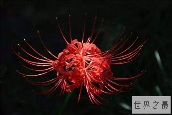 世界上最神秘的花排行榜