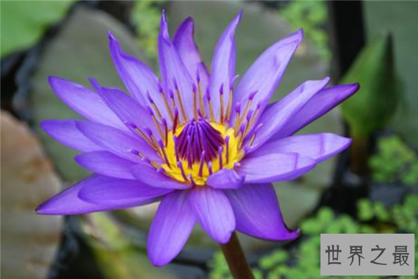 世界上最神秘的花排行榜