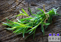 世界十大最香的植物排行榜 龙蒿叶与艾叶属同一物种