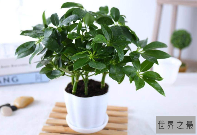 10种室内最好养的植物 观赏价值高还可以净化空气