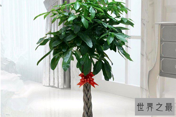 八种植物招财又旺宅 万年青排行第一，发财树、金钱树上榜