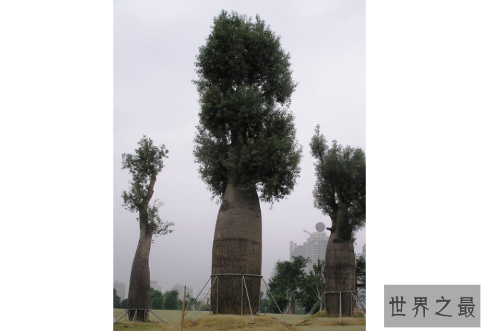 世界十大奇特的植物 第一生存力超强，寿命可达1500年