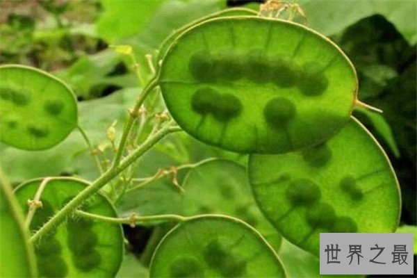 世界十大奇异植物 大戟外观像南瓜，第五个竟然会跳舞