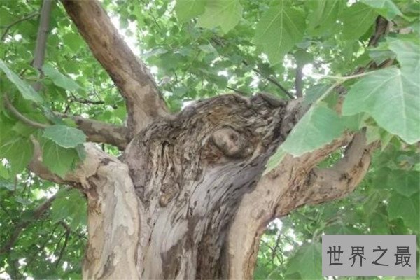 世界十大奇异植物 大戟外观像南瓜，第五个竟然会跳舞