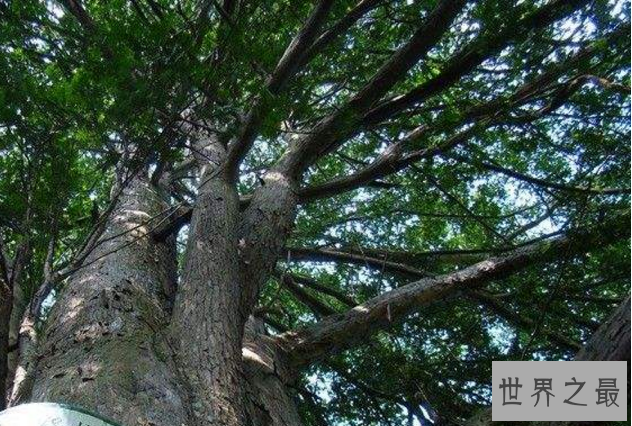 世界最危险的十大树 杀人于无形，你认识几种