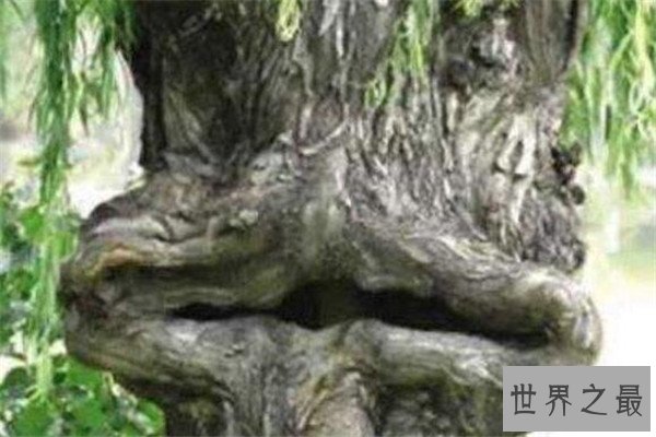 世界十大最神奇的植物 大花草味道像腐肉，卷柏居然能复活