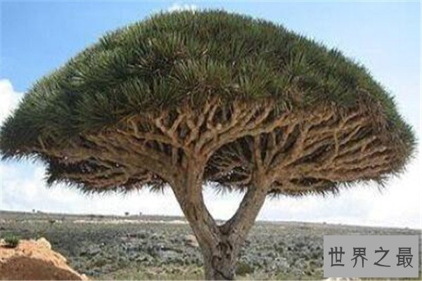 世界十大最神奇的植物 大花草味道像腐肉，卷柏居然能复活