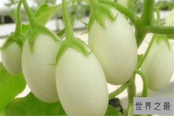 世界十大最神奇的植物 大花草味道像腐肉，卷柏居然能复活