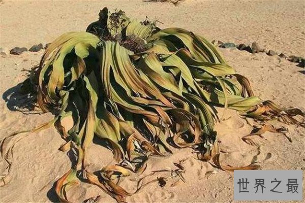 世界十大最神奇的植物 大花草味道像腐肉，卷柏居然能复活