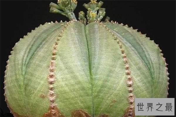 世界十大最神奇的植物 大花草味道像腐肉，卷柏居然能复活