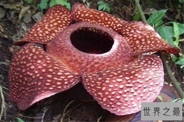 世界十大最神奇的植物 大花草味道像腐肉，卷柏居然能复活